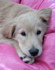 Amaya at 13 weeks Adorable 13 week old yellow Lab lying on a pink pillow.