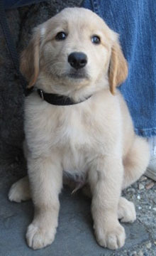 Cherokee at 8 weeks