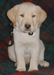 Fallbrook at 8 weeks