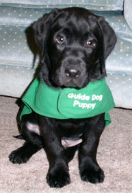 Griffin at 9 weeks Adorable 9 week old black Lab puppy wearing a green Guide Dogs for the Blind Puppy in Training jacket. He's sitting looking at the camera with his big, black eyes.