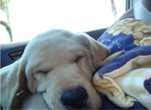 Kirkland at 9 weeks