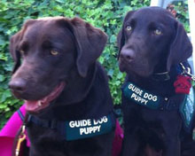 Sweetie & Snickers at 13 months