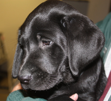 Annie at 9 weeks
