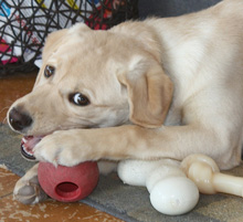 Cotton at 6 months