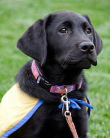 Flurry at 12 weeks Adorable 12-week-old black Lab sitting at attention.