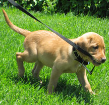 Havarti at 8 weeks