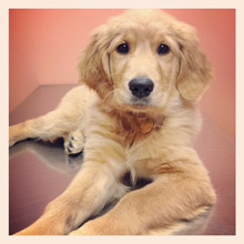 Marigold at 3 months