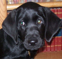 Misty at 4 months