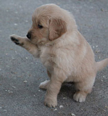 Ravi at 7 Weeks
