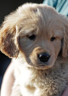 Unnamed Puppy at 8 weeks