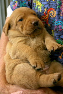 Unnamed Puppy at 5 weeks